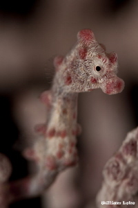 Tiny Pygmy SeaHorse by William Loke 